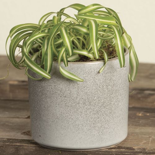 Spider Plant Image