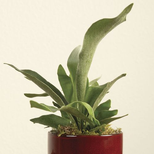 Staghorn Fern Houseplant Image