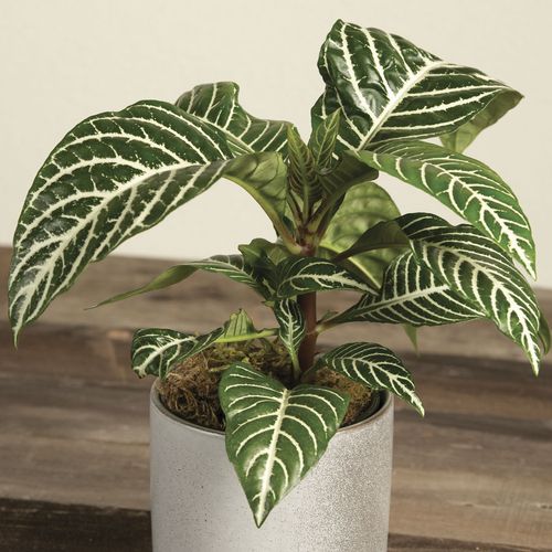 Zebra Houseplant Image