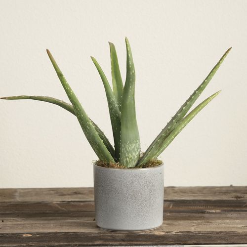Aloe Vera Houseplant Image