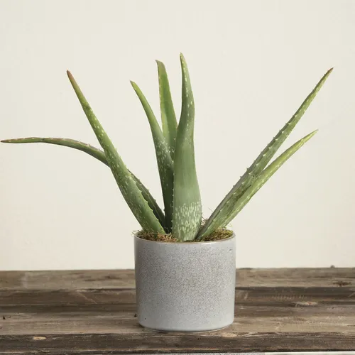 Aloe Vera Houseplant | Jackson & Perkins