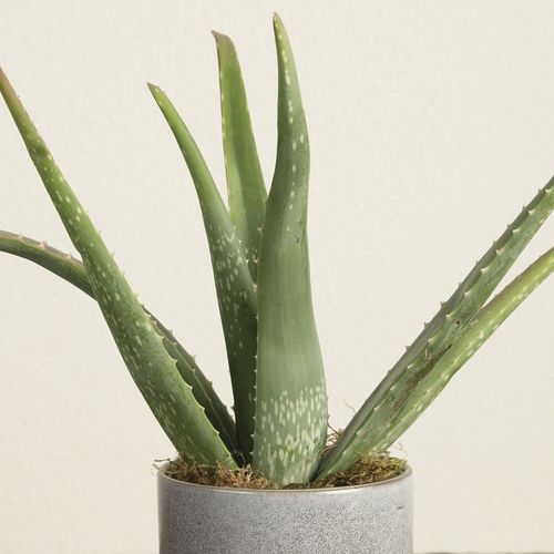 Aloe Vera Houseplant Image