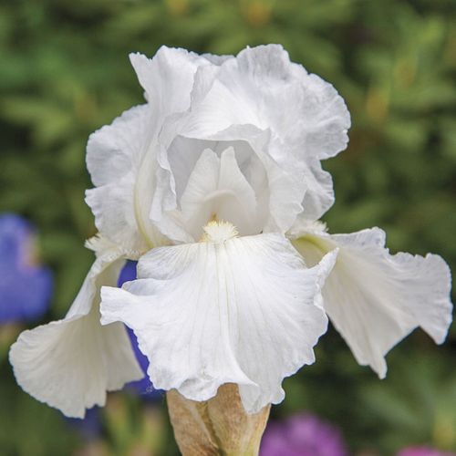 Iris Immortality Reblooming Bearded Iris Image