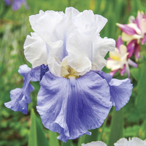 Iris Stairway to Heaven Bearded Iris Image