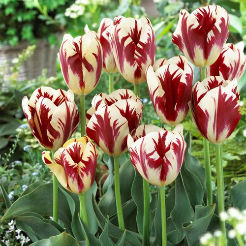 Tulipa Grand Perfection Tulip Bulbs Image
