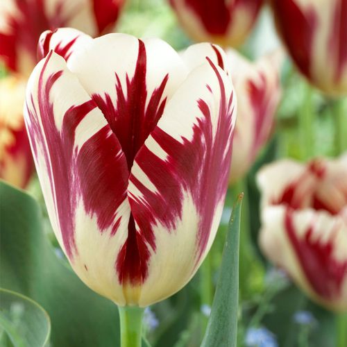 Tulipa Grand Perfection Tulip Bulbs Image