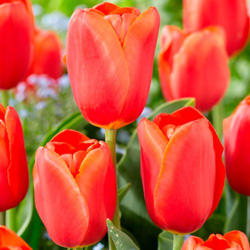 Tulipa Orange Juice Tulip Bulbs Image