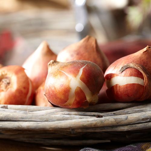 Tulipa Orange Juice Tulip Bulbs Image