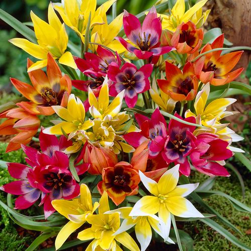 Tulipa Perennial Mix Tulip Bulbs Image