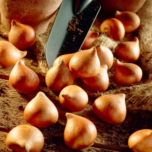 Tulipa Perennial Mix Tulip Bulbs Image