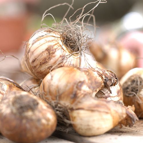 Narcissus Rip Van Winkle Daffodil Bulbs Image