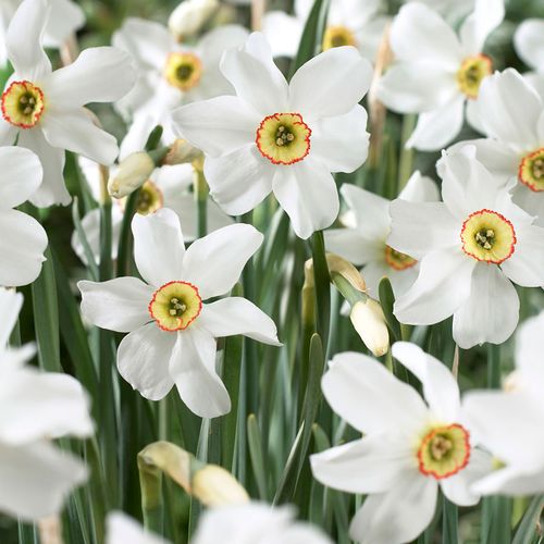 Narcissus Pheasant's Eye Daffodil Bulbs Image