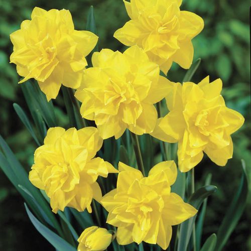 Narcissus Golden Ducat Daffodil Bulbs Image