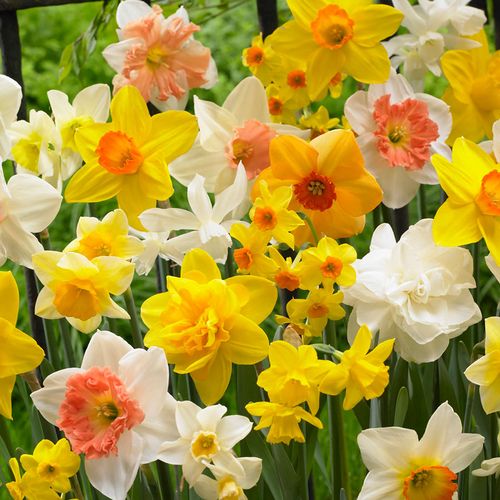 Narcissus Kitchen Sink Mix Daffodil Bulbs Image