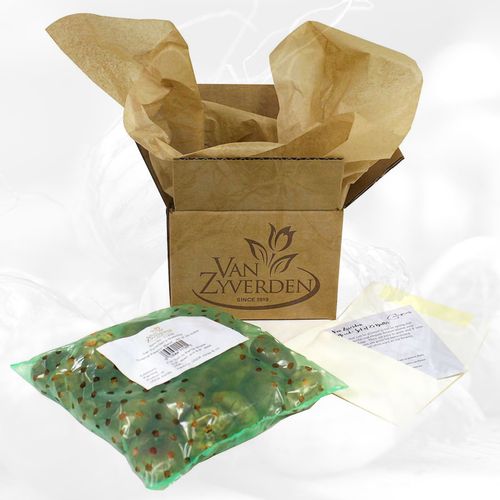 Narcissus Kitchen Sink Mix Daffodil Bulbs Image