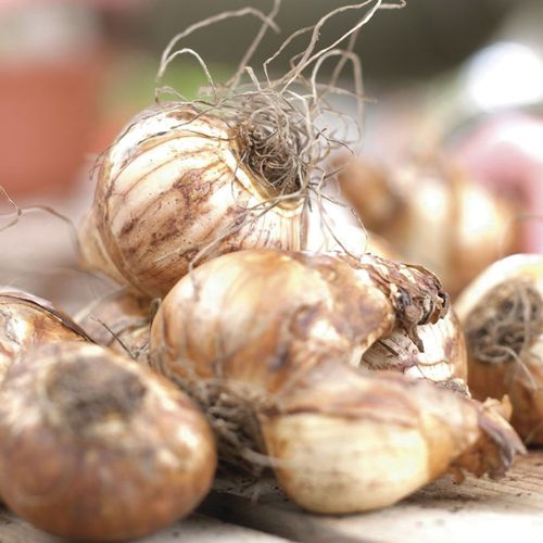 Narcissus Dutch Master Daffodil Bulbs Image