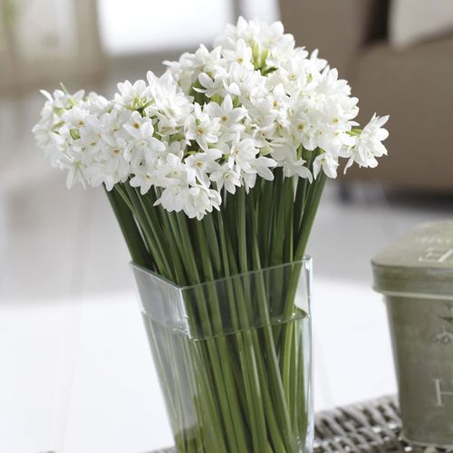 Narcissus Mammoth Paperwhite Bulbs Image
