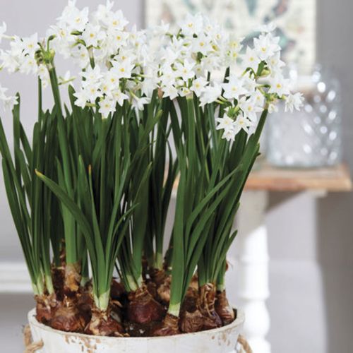Narcissus Mammoth Paperwhite Bulbs Image