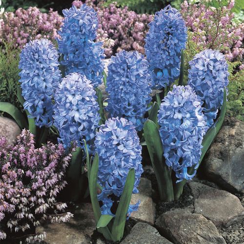 Hyacinthus Fragrant Baby Blue Hyacinth Bulbs Image