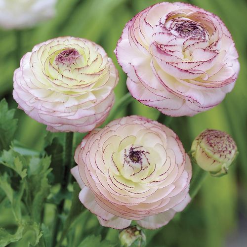 Ranunculus Double Cappuccino Buttercup Bulbs Image