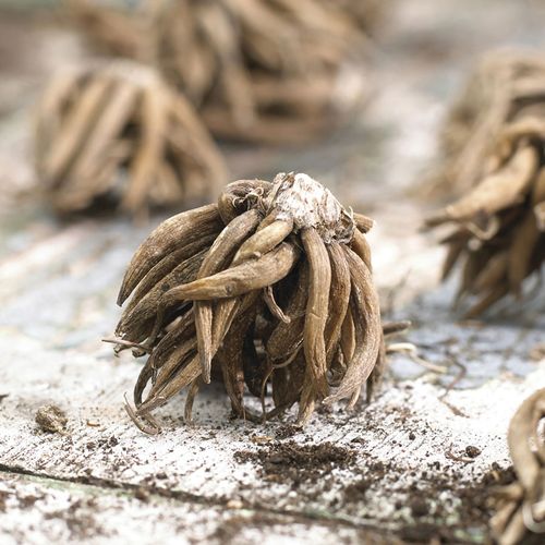 Ranunculus Double Cappuccino Buttercup Bulbs Image