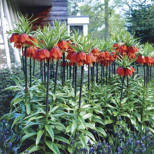 Fritillaria 'Rubra' Crown Imperial Bulbs Image