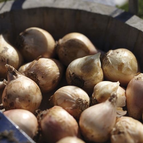 Allium Azureum Blue Globe Ornamental Onion Bulbs Image
