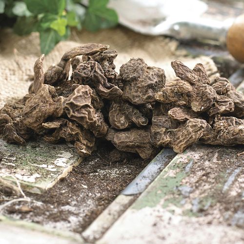 Anemone Darkest Blue Windflower Bulbs Image