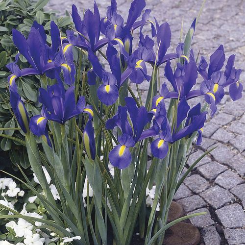 Iris Sapphire Beauty Dutch Iris Image