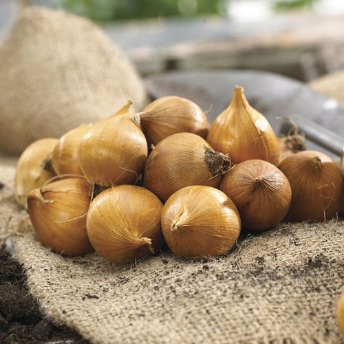 Iris Sapphire Beauty Dutch Iris Image