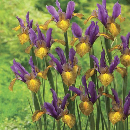 Iris Picasso Dutch Iris Bulbs Image