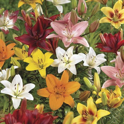Lilium Asiatic Lily Mix Bulbs Image