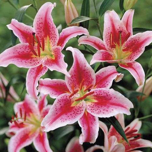 Lilium Stargazer Oriental Lily Bulbs Image