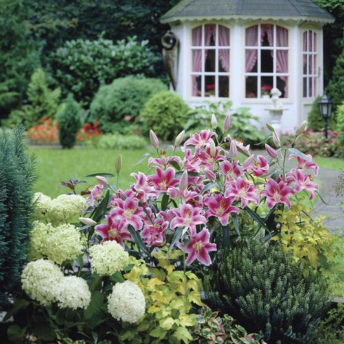 Lilium Stargazer Oriental Lily Bulbs Image