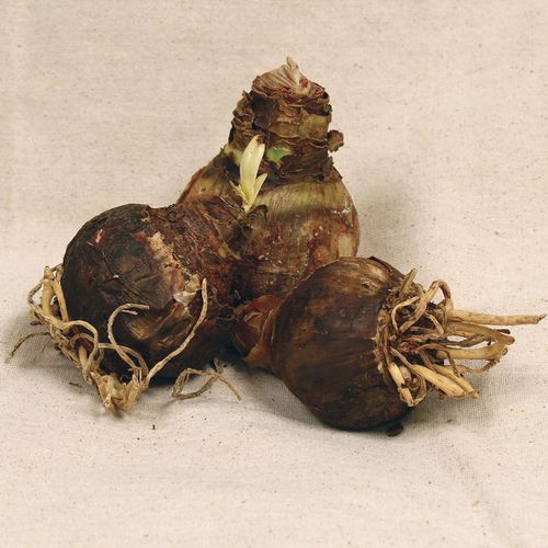 Garden Mix Amaryllis Bulbs Image