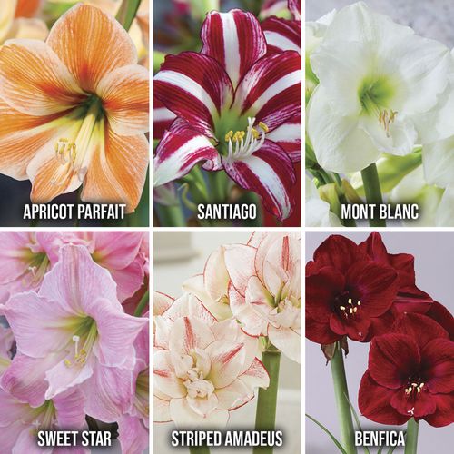 Exotic Collector's Edition Amaryllis Bulbs Image