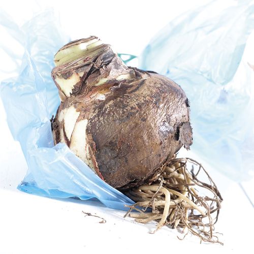 Exotic Collector's Edition Amaryllis Bulbs Image