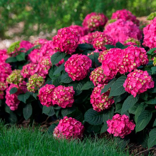 Hydrangea Endless Summer&reg; Summer Crush&reg; Bigleaf Hydrangea Image