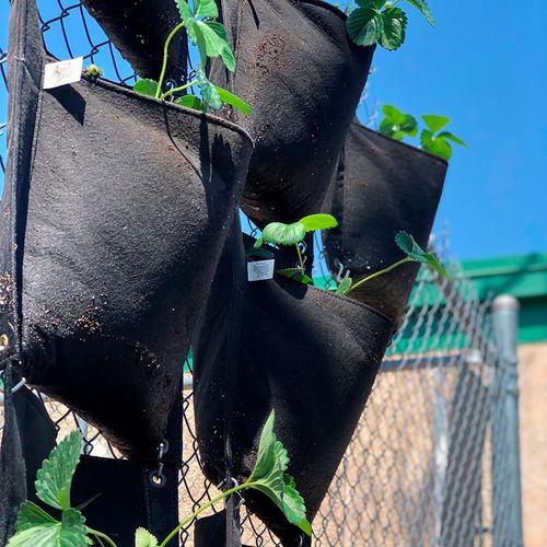 Smart Pot&reg; Wall Flower Hanging Planter 3-Gallon Fabric Planter (Black) Image