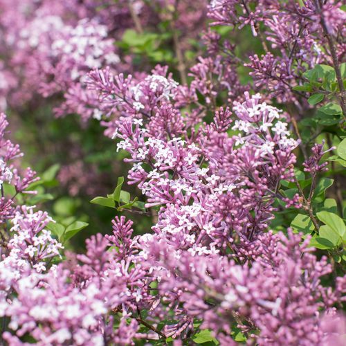 Syringa Dwarf Korean Lilac Tree Form Image