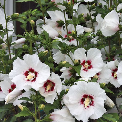 Hibiscus 'Red Heart' Rose of Sharon Tree Form Image