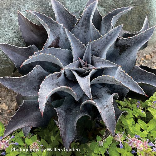 Mangave Art & Sol&reg; 'Night Owl' Image