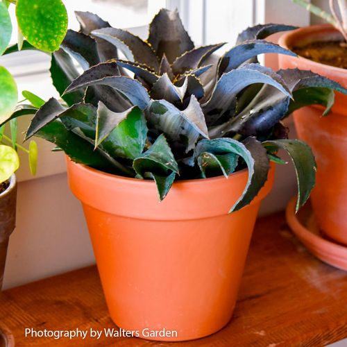 Mangave Art & Sol&reg; 'Night Owl' Image