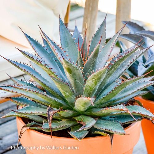 Mangave Art & Sol&reg; 'Tooth Fairy' Image