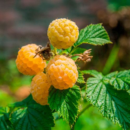 Rubus 'Fall Gold' Raspberry Image