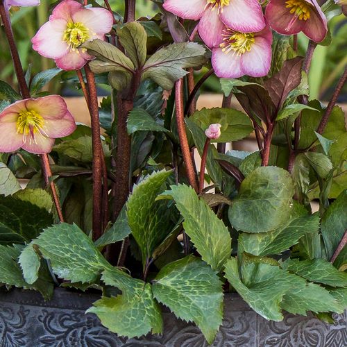 Helleborus Frostkiss&reg; Cheryl's Shine&reg; Image