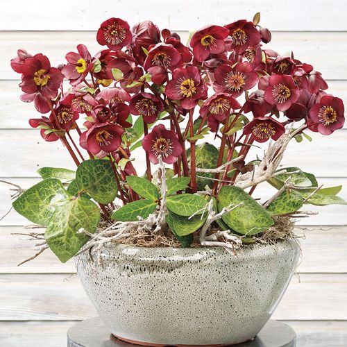 Helleborus Frostkiss&reg; Vibey Velvet&trade; Image