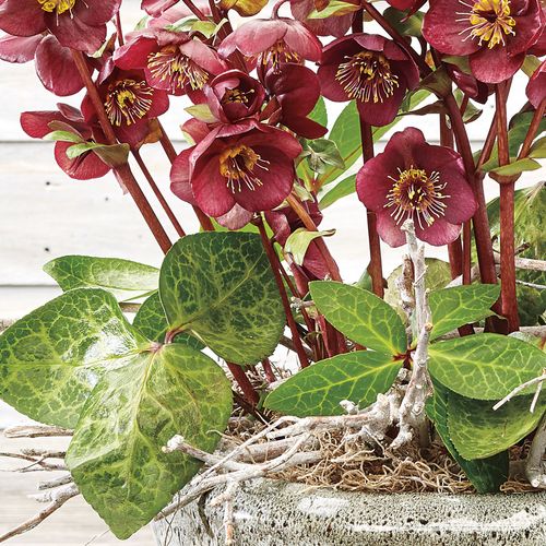 Helleborus Frostkiss&reg; Vibey Velvet&trade; Image