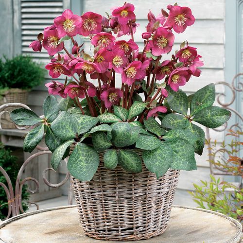 Helleborus Frostkiss&reg; Anna's Red Hellebore Image