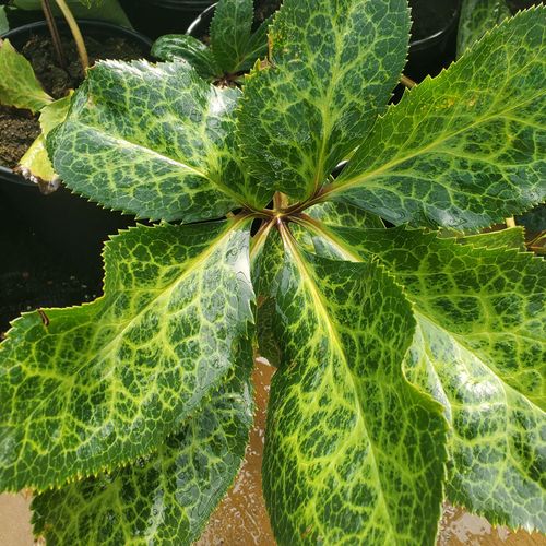 Helleborus Frostkiss&reg; Pippa's Purple&reg; Hellebore Image